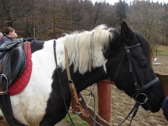 Hubertus 2010